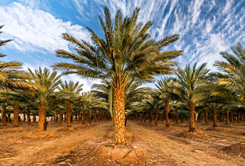 Fototapeta premium Plantation of date palms for healthy and GMO free food production, image depicts desert and arid sustainable agriculture industry in the Middle East