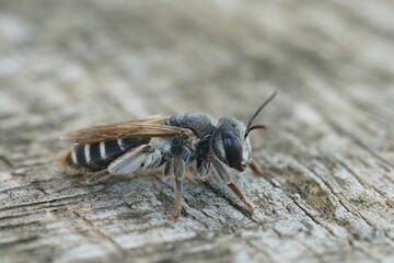 Detailed closeup on a small Mediterranean mining bee , Andren colletiformis