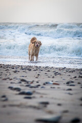 Hund am Strand