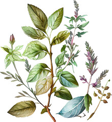 Green Watercolor Natural Plant Herb Set