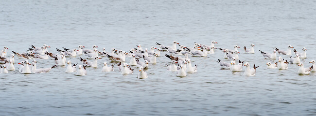 Wildlife panorama, background banner of Larus Charadriiformes or White Seagull on a sea, migration season, Population group float birds stay in over ocean. Ornithology Bird in mangrove Thailand.