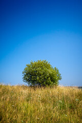 Tree in a field, Cantabria, Spain