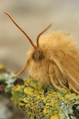 Detailed closeup on the Oak Eggar moth, Lasiocampa quernus