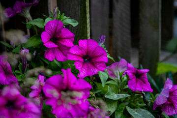 Supertunie fioletowe, w ogrodzie