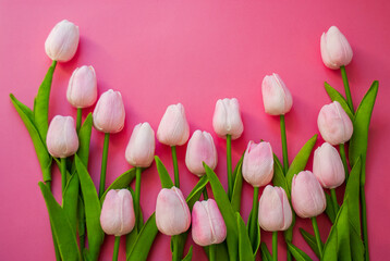pink tulips on pink background