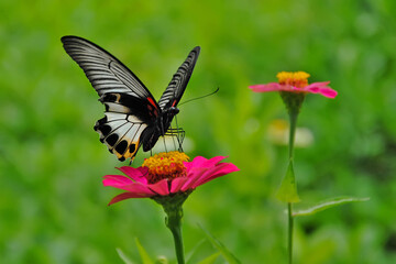 flower and butterfly