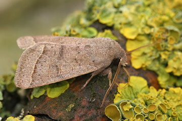 Closeup on the Common Quaker owlet moth, Orthosia cerasi sitting on wood