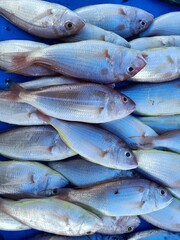 a view of local market of cheap fishes in aceh indonesia