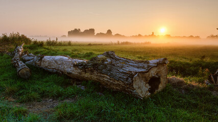 Sunrise over the dead tree at the countryside - 561236148
