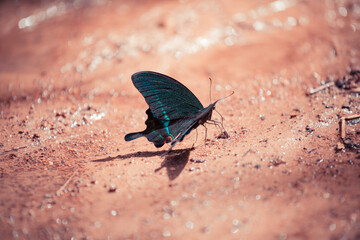 Black and blue butterfly sitting on the ground