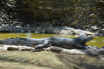 alligator in the swamp