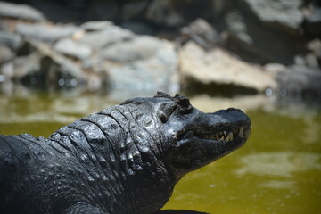 alligator in the water