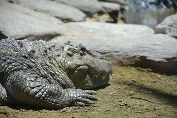 crocodile in the zoo