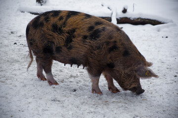 Pig is eating outdoors at farm in Skansen park located in Stockholm, Sweden.