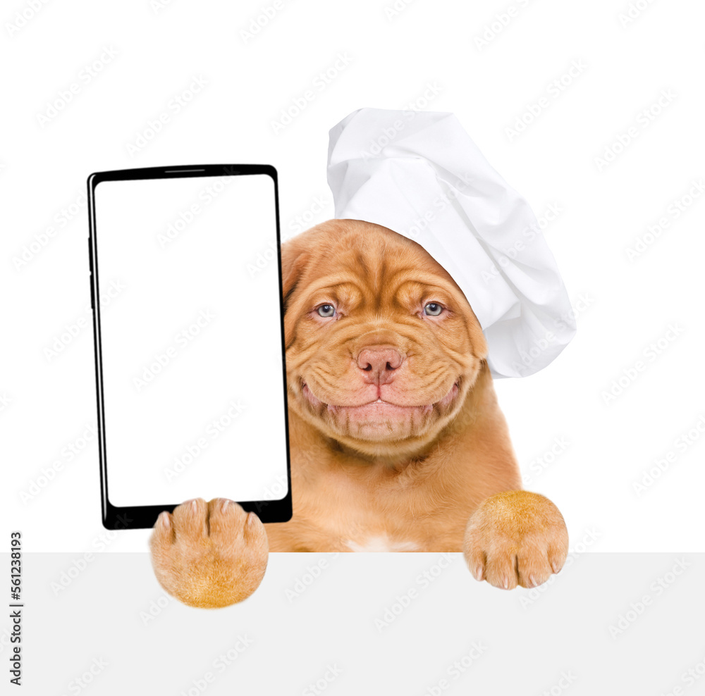 Poster funny mastiff puppy wearing chef's hat shows smartphone with empty white screen. isolated on white b