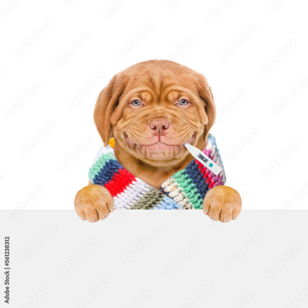 Poster smiling puppy wearing warm scarf holds thermometer in it mouth and looks above empty white banner. i