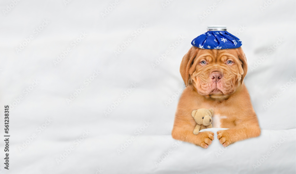 Poster unhappy sick mastiff puppy with ice bag or ice pack on it head hugs toy bear and sleeps on a bed at 