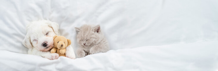 Tiny Bichon Frise puppy and gray kitten sleep together under  white blanket on a bed at home. Top...