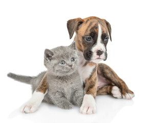 Friendly German Boxer puppy dog hugs tiny kitten. isolated on white background