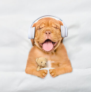 Mastiff puppy wearing  headphones listening music and hugs toy bear on a bed at home. Top down view