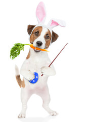 Jack russell terrier puppy wearing easter rabbits ears holds carrot in it mouth, holds painted egg in it paw and points away on empty space. Isolated on white background