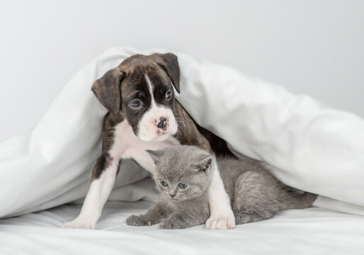 German boxer puppy hugs sleepy tiny kitten under warm white blanket on a bed at home. Pets sleep together