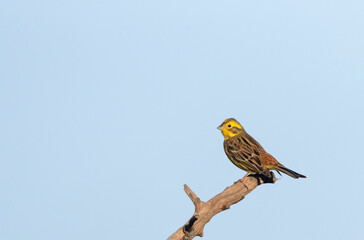 Yellowhammer, Emberiza citrinella
