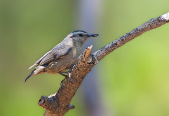 Chinese Boomklever, Chinese Nuthatch, Sitta villosa