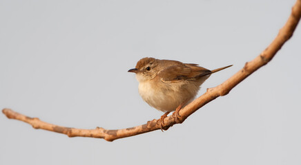 Witbrauwgraszanger, Singing Cisticola, Cisticola cantans swanzii