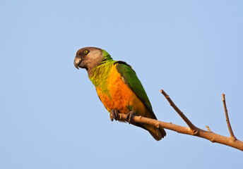 Bonte Boertje, Senegal Parrot, Poicephalus senegalus