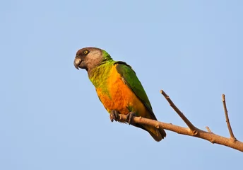 Foto op Aluminium Bonte Boertje, Senegal Parrot, Poicephalus senegalus © Marc