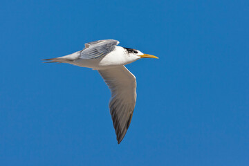 Grote Kuifstern, Great Crested Tern, Thalasseus bergii
