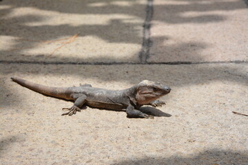 iguana on the rocks