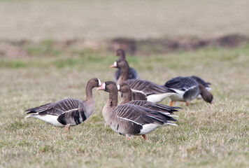 Kolgans, White-fronted Goose, Anser albifrons