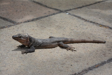 iguana on the rocks