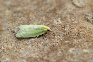 Closeup on the small green tortrix oak moth, Tortrix viridana Tortrix viridana sitting on a stone