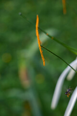 Hymenocallis is a genus of flowering plants in the Amaryllidaceae family