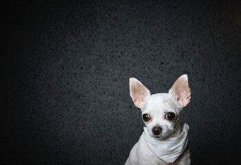 A small Chihuahua dog with a gauze bandage on his neck looks thoughtfully to the side
