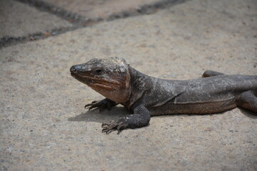 iguana on the rocks
