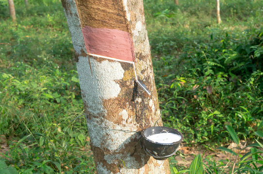 Rubber tree providing great yield of natural rubber latex tapped or extracted from rubber tree in rubber plantation. Concept of great yield from agriculture, Close up photo with selective focus