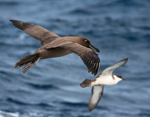 Zwarte Albatros, Sooty Albatros, Phoebetria fusca