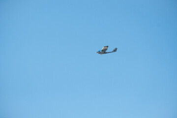 small shark airplane fying