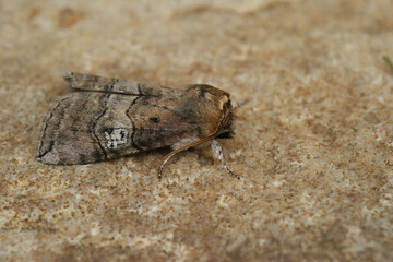 Closeup on a hook-tip moth, Tethea occularis, sitting on a stone