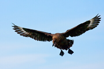 Subantarctische Grote Jager, Subantarctic Skua, Stercorarius antarcticus