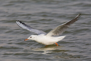 Fototapeta na wymiar Dunbekmeeuw, Slender-billed Gull, Chroicocephalus genei