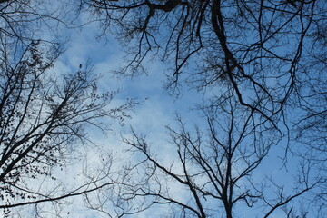 tree branches against blue sky