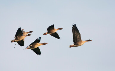 Kleine Rietgans, Pink-footed Goose, Anser brachyrhynchos