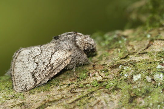 Closeup on the pale oak eggar moth, Trichiura crataegi, sitting on wood