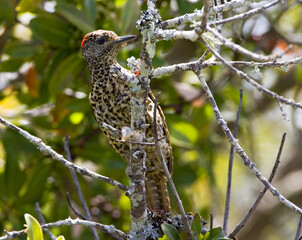Knysna-specht, Knysna Woodpecker,  Picus notatus
