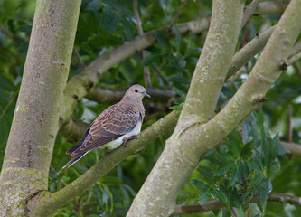 Turtle Dove, Streptopelia turtur